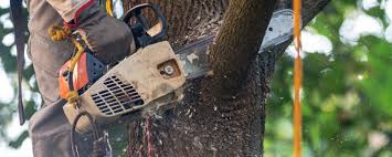 Best Tree Cabling and Bracing  in Wilder, ID