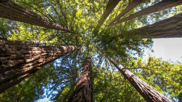 Best Arborist Consultation Services  in Wilder, ID