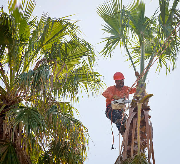 Best Palm Tree Trimming  in Wilder, ID