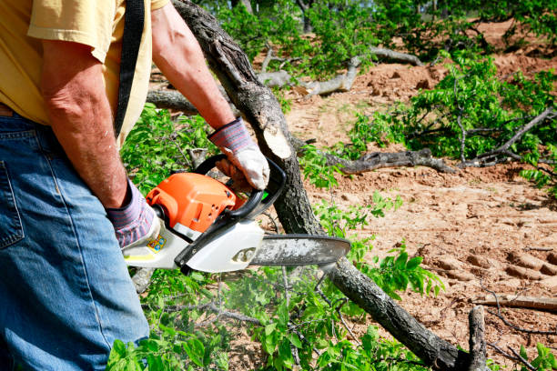  Wilder, ID Tree Services Pros